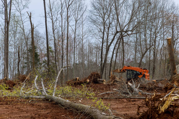 Best Hazardous Tree Removal  in Alexandria, MN