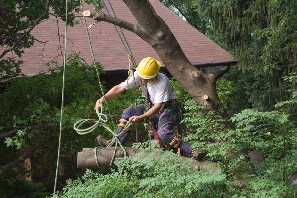 Leaf Removal in Alexandria, MN