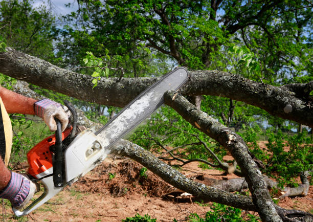 How Our Tree Care Process Works  in  Alexandria, MN